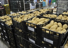 Batate di tipo americano prodotte in Veneto