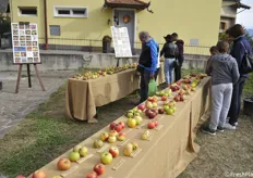 Antiche varietà di mele