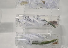 Insetti utili di Bioplanet