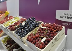 Alcune delle uve Arra esposte. A descriverne le caratteristiche vi era l'infaticabile Carlo Lingua