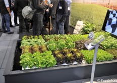 Coltivazioni in idroponica