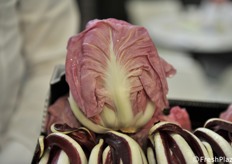 Radicchio Rosa, tipologia selezionata per primo dalla ditta Incao