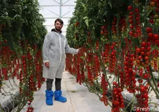 Paolo Arena, product developer tomato Enza Zaden, in un filare di Vespucci F1