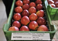 Selezione rossa B47G086, raccolta precoce