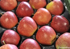 Particolare della mela B47G086