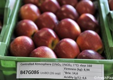 Selezione B47G086 a raccolta intermedia