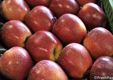 Particolare della B47G086 a raccolta intermedia