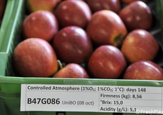 B47G086 a raccolta tardiva