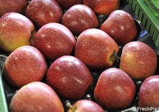 B47G086 particolare delle mele raccolte tardivamente