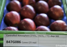 La medesima selezione coltivata a Cuneo