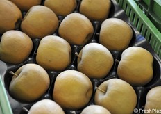 Particolare delle mele al secondo stacco