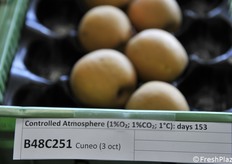 La selezione B48C251 raccolta a Cuneo