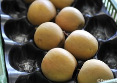 La selezione coltivata a Cuneo