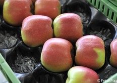 Particolare della B47G082 raccolta l'8 ottobre