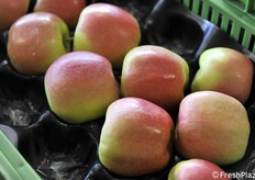 Particolare della B47G082 raccolta il 16 ottobre