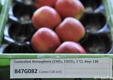 B47G082 raccolta a Cuneo