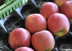 B47G082 raccolta a Cuneo