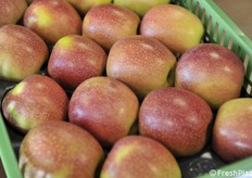 B47G047, precoce raccolta il 27 agosto, particolare dei frutti