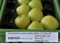 Selezione B48F054, precoce raccolta il 27 agosto presso il campo sperimentale di Bologna