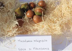 Noce Macadamia