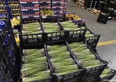 Asparagina dell'Emilia Romagna