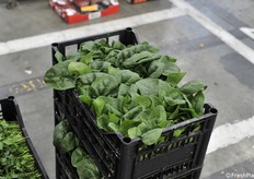 Spinaci di produzione locale