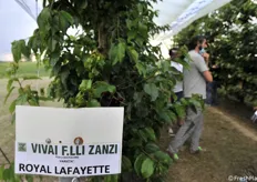 La cultivar Royal Lafayette della IPS