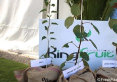 Il portinnesto SAV1 di Ceradini Group