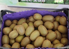 Il Kiwi giallo riscuote sempre più interesse tra i produttori