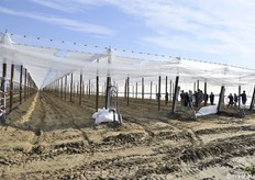 In testata le reti anti insetto