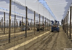 Fase di aggancio dei teli