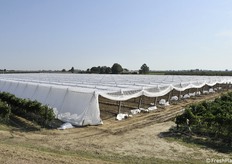 L'impianto è di circa 2 ettari