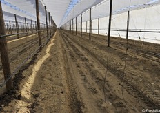 I teli sono posizionati a 3.60 metri di altezza