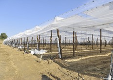 La testata viene chiusa con reti antiinsetto