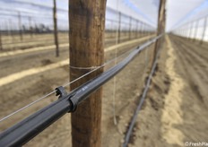 I pali sono in pino del Portogallo