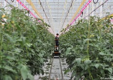 Al lavoro nelle lunghe file di pomodoro