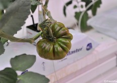 Una delle nuove tipologie di pomodoro coltivate