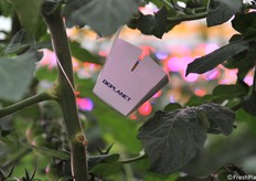 Lotta biologica attraverso insetti utili