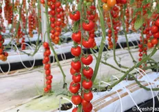 Vespucci F1: ciliegino a grappolo per coltivazione in primavera/estate