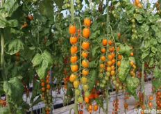 Santy Naranja F1: datterino arancione per raccolta a frutto singolo.
