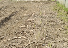 I primi asparagi emersi il 19 febbraio. Tutte le serre hanno un sistema di riscaldamento "a pavimento": a 50 centimetri di profondità, ci sono dei tubi in cui passa acqua calda, riscaldata da una caldaia a cippato. L'acqua circola a circa 30 °C 