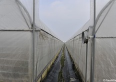 Serre di asparagi a perdita d'occhio