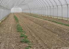 L'interno di un'altra serra 