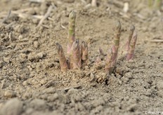 19 febbraio 2021: in località San Pietro Vimonario (Padova) già sono spuntati i primi asparagi precoci della Primo Asparago. Un prodotto biologico che viene richiesto non solo a livello italiano ma anche all'estero. In tutto sono coltivati 15 ettari di serre e 15 ettari in pieno campo con riscaldamento del terreno tramite acqua calda. La raccolta andrà avanti fino ai primi di maggio. (fotoservizio Cristiano Riciputi)