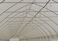 L'impianto di irrigazione sovrachioma per la vegetazione di asparago, utilizzato nel periodo estivo