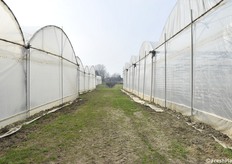 Alcune delle serre. L'azienda ha 15 ettari di asparago in serra, suddivisi in due corpi posti a breve distanza l'uno dall'altro 