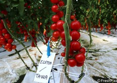 Eletta F1 su portinnesto Tawa