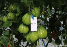 Zigone F1, cuore di bue