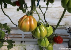 Zigone F1, dettaglio