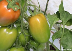 Pomodoro oblungo verde insalataro